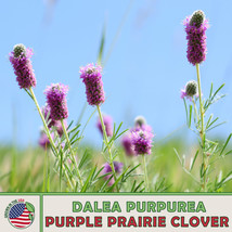 US Seller 300 Purple Prairie Clover Seeds, Dalea Purpurea, Bee &amp; Butterfly Attra - £7.40 GBP