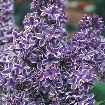 25 Purple White Lilac Seeds Tree Fragrant Hardy Perennial Flower - £7.92 GBP
