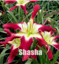 New Fresh Lily Daylily Bonsai 50 Daylilies Hemerocallis Fulva Day Lily - $10.90