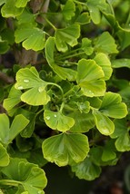 Grafted Ginkgo Biloba “Jade Butterfly” 1 Year Old Dwarf Tree 2-4 inches ... - £37.56 GBP