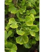 Grafted Ginkgo Biloba “Jade Butterfly” 1 Year Old Dwarf Tree 2-4 inches tall - $47.00