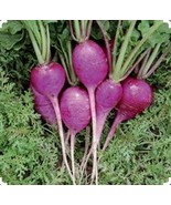 250+Garlic Chives Herb Seeds - $168.96 MXN