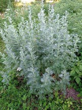 USA Absinthe Wormwood Common Artemisia Absinthium Green Ginger Herb 500 Seeds - £8.64 GBP
