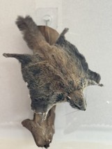 Beautiful Adorable Flying Squirrel Small Animal Taxidermy Mount Art Wild... - $350.00