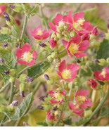 Desert Globemallow Sphaeralcea Ambigu Flower Seeds Fresh Seeds - €5,99 EUR