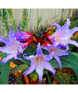 1pcs/Bag True Amaryllis floresling Bonsai ,Hippeastrum Plantas for Home&amp;... - $24.17 CAD