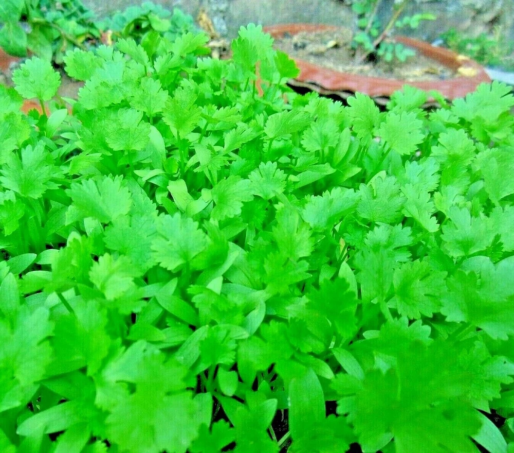 100 Cilantro Seeds Autumn Herb Garden Pest Bug Repellent Non-Gmo - $76.61 MXN