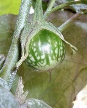 SHIPPED FROM US 20 Kermit Eggplant Green White Fruit Vegetable Seeds, LC03 - £11.95 GBP