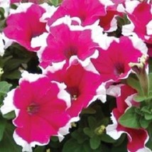 Petunia Pelleted Dreams Rose Picotee Flower 50 Seeds #MBG02  - $18.17