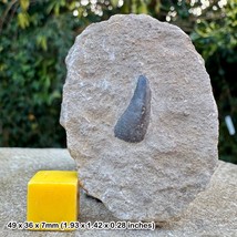 RARE Asteracanthus magnus Fossil Shark Tooth (Hybodontid Shark) – White - $58.98