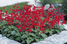 Sage Scarlet 100 Seeds Heirloom Herb Medicinal Plant Attracts Hummingbird Fresh - £10.34 GBP