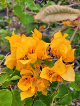 Live Plant Gold Yellow Bougainvillea 10 To 12 Inches Tall In 4POT - £15.98 GBP
