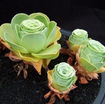 100 Seeds Pack Greenovia Flowers Seeds Green Mountain Rose Succulent Plants Bons - $27.49