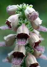 50 Seeds Rusty Foxglove Hummingbird Flower Digitalis Ferruginea Yellow Herald  - £7.80 GBP