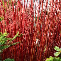1 Red Twig Dogwood Shrub 12-24In Tall Red Coral Dogwood Cornus Sericea L... - $26.20