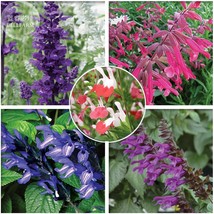 Imported Mixed 5 Typed Of Salvia With Tubular Flowers Pack 20 Seeds Deep Purple  - £7.53 GBP