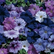 3 Aladdin Nautical Mix 50 Pelleted Petunia Seeds Garden USA - $11.50