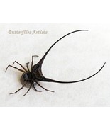 Strange Wishbone Gasteracantha Arcuata Real Spider Framed Entomology Sha... - $67.90 CAD