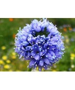100 Fresh Seeds Globe Gilia Seeds Blue - $5.98