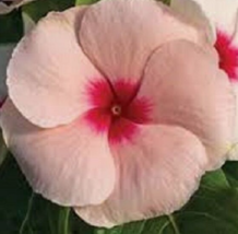 40 Pc Seeds Peach Colored Vinca Periwinkle Flower, Periwinkle Seeds | RK - £11.55 GBP