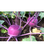 Kohlrabi Purple Vienna 200 Vegetable Seeds - $7.98
