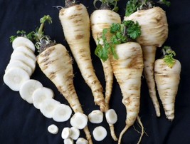 BPA 250 Harris Early Model Parsnip Seeds From US - £7.10 GBP