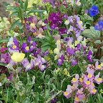 Snapdragon Fairy Bouquet Seeds 2000+ Dwarf Flower Linaria Maroccana From US - £7.28 GBP