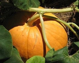 25 Big Max Pumpkin Cucurbita Maxima Vegetable Seeds Grow 100 Pound Pumpkins Fres - £7.81 GBP