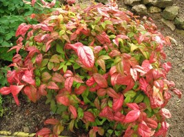 VP Firepower Nandina Heavenly Bamboo - Live Plant - ( 1 Qt ) - £26.85 GBP