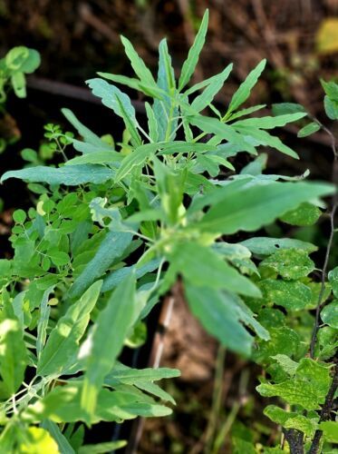MBK 25 Pipicha Seeds (Porophyllum Linaria) Pipitza Organic Heirloom ...