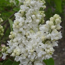 US Seller 25 Beauty Moscow Lilac Seeds Tree Fragrant Flowers - £8.60 GBP