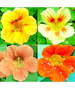 100 Nasturtium Spring Mix Seeds Award Drought Shade Tolerant Flowers Dwa... - $13.98