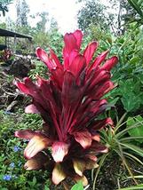 Hawaiian Red Ti Plant Logs ~ Grow Hawaii by Kanoa Hawaii - £18.84 GBP