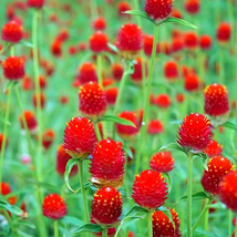 400 Seeds Radiant Gomphrena Globosa Red Varieties (Approx. 50cm) Seeds - £17.95 GBP