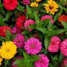 1,500 Flower Seeds Zinnia Seeds Lilliput Mixture - Outdoor Living - Gard... - £43.16 GBP