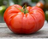 120 Beefsteak Tomato Seeds Heirloom NON GMO FRESH - $7.59