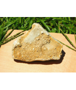Crinoid Fossil Cluster Specimen 288g from Indiana USA for Collection and... - $35.67 CAD