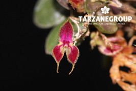 Lepanthes Doucetii Miniature Orchid Mounted - $49.00