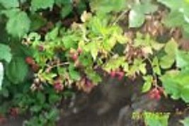 ORGANIC TRIPLE CROWN Thorn less Blackberry Rooted Plant 12&quot; long 1 count - $40.00