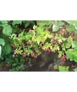 ORGANIC TRIPLE CROWN Thorn less Blackberry Rooted Plant 12&quot; long 1 count - £31.87 GBP