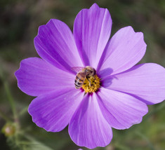 20 seeds Big Blooming Purple Cosmos Flower Seeds - £7.86 GBP