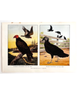 1927 Turkey Vulture Black Vulture Bird Art Plate Color Book Print Wildli... - $28.05 CAD