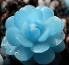  100PCs/Pack Blue Flower Succulent Seeds  - $82.26 MXN