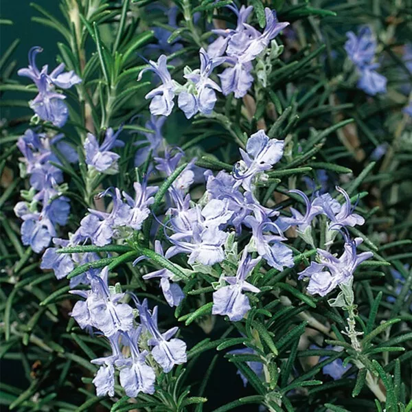 JGBO 15 Seeds Rosemary Plant Logee Blue House Plant Garden Flowers Seeds... - £8.32 GBP