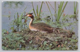 Great Crested Grebe Nesting In Marsh Vintage 1960s England Vintage Postcard - £11.15 GBP