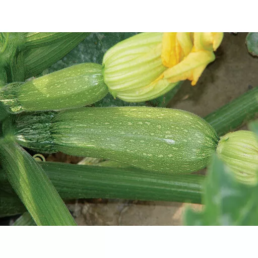 KingStore 25 Grey Zucchini Summer Squash Mexican Grey Squash Planting Seeds - £7.21 GBP