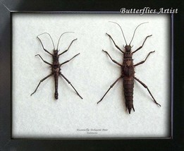 Real Sticks Haaniella Dehaani PAIR Taxidermy Entomology Collectible Shadowbox - $109.99
