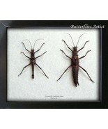 Real Sticks Haaniella Dehaani PAIR Taxidermy Entomology Collectible Shad... - $149.40 CAD
