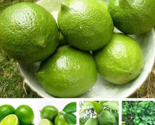 Green Lemon Seeds Fruit Terrace Orchard Farm Family Potted - $8.99