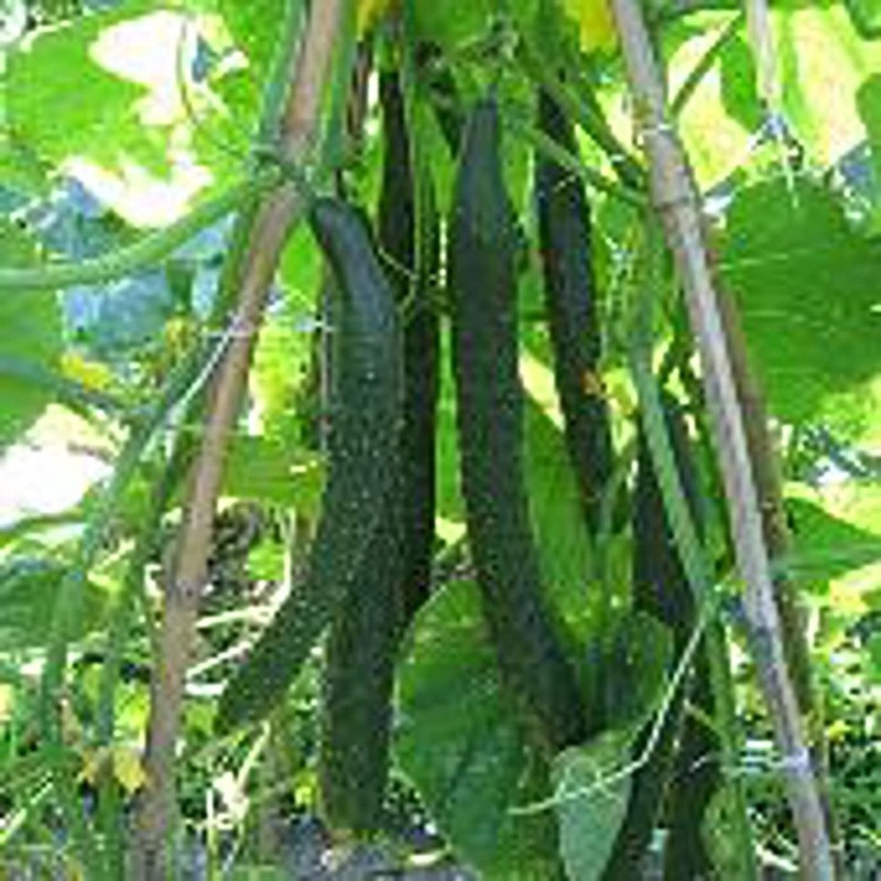 Japanese Long Pickling Cucumbers Seeds 20+ Seeds Non Gmo Vegetable Fruit H - $14.99